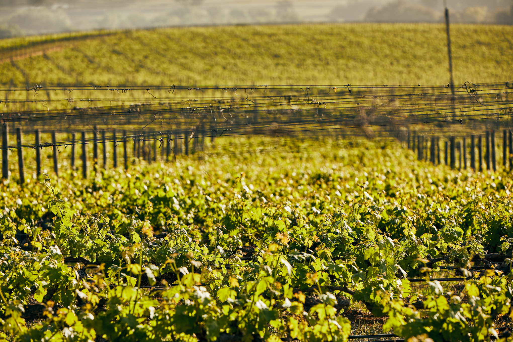 Prodejní společnosti STIHL v Jižní Americe