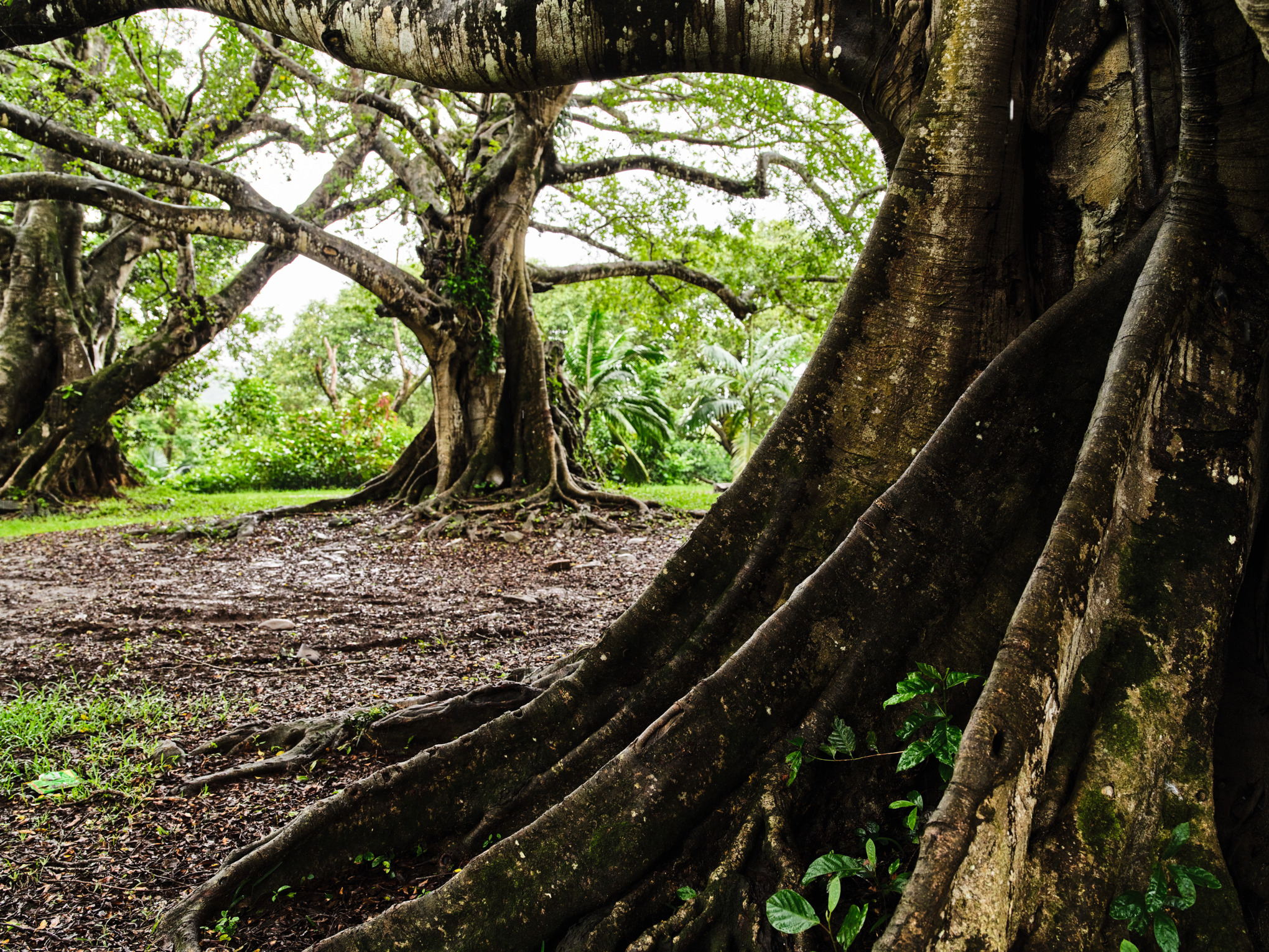 Klimatická strategie