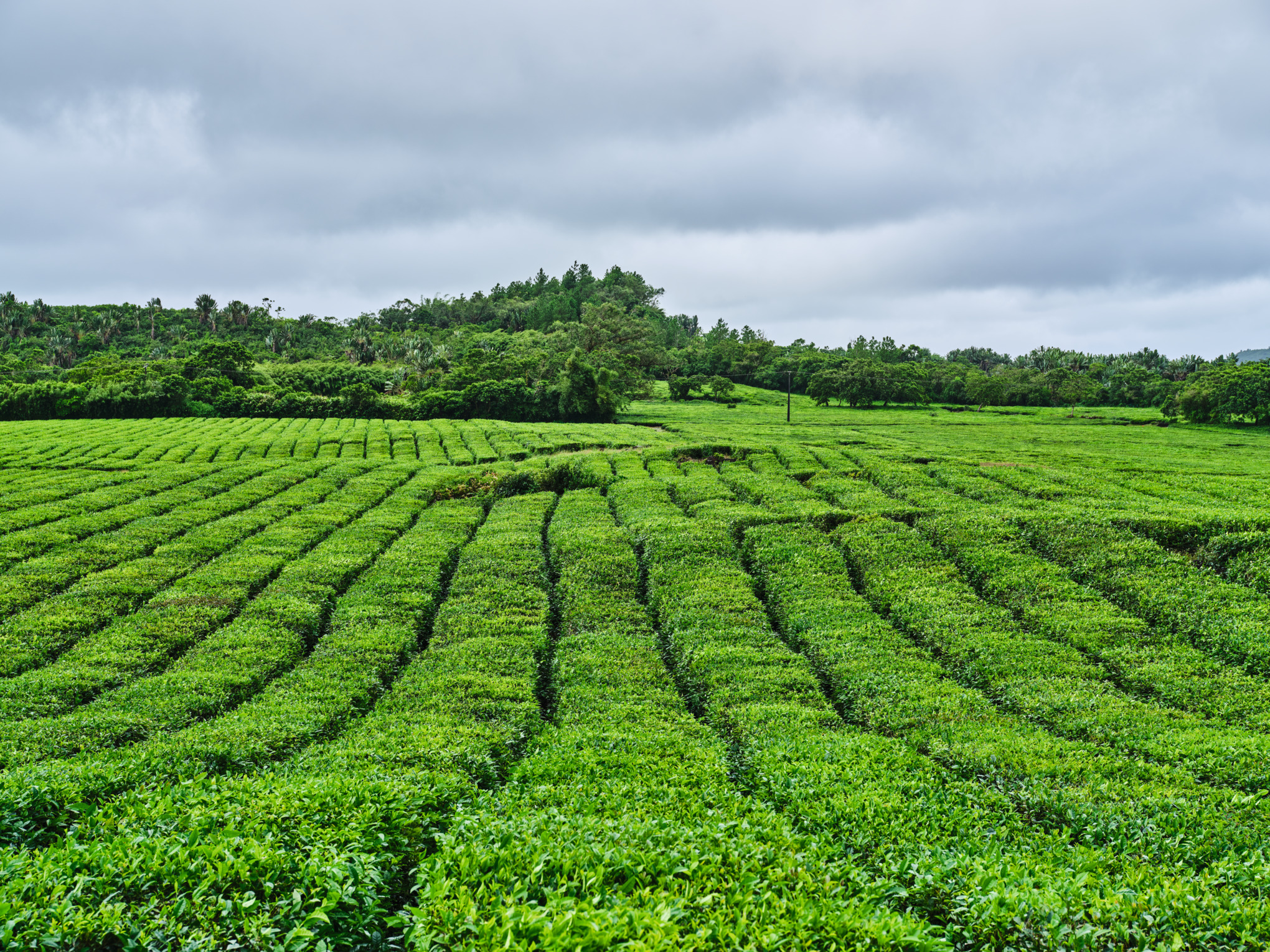 Prodejní společnosti STIHL pro Střední východ