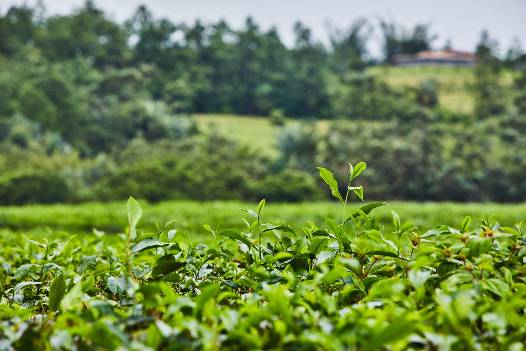 Růst k obrazu přírody